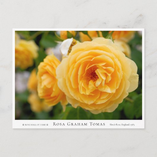 Rosa Graham Tomas Postkarte (Vorderseite)