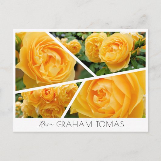 Rosa Graham Tomas Postkarte (Vorderseite)