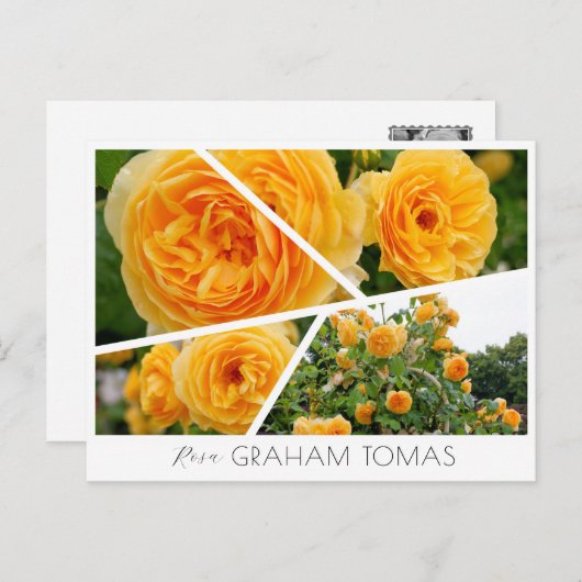 Rosa Graham Tomas Postkarte (Vorne/Hinten)