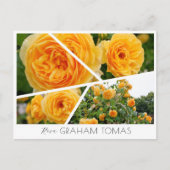 Rosa Graham Tomas Postkarte (Vorderseite)