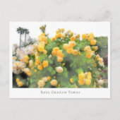 Rosa Graham Tomas Postkarte (Vorderseite)