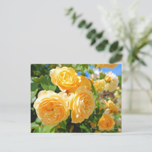 Rosa Graham Tomas [Postkarte] Postkarte (Stehend Vorderseite)