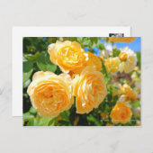 Rosa Graham Tomas [Postkarte] Postkarte (Vorne/Hinten)