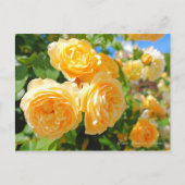 Rosa Graham Tomas [Postkarte] Postkarte (Vorderseite)