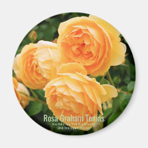 Rosa Graham Tomas [Round Magnet] Magnet
