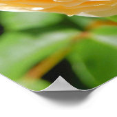 Rosa Graham Tomas [Value Poster Paper] (Ecke)