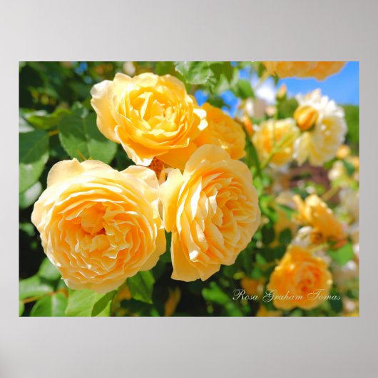 Rosa Graham Tomas [Value Poster Paper] (Vorne)