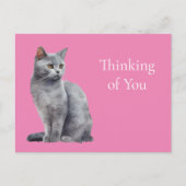 Rosa graue Katze Denken Sie an Sie Postkarte (Vorderseite)