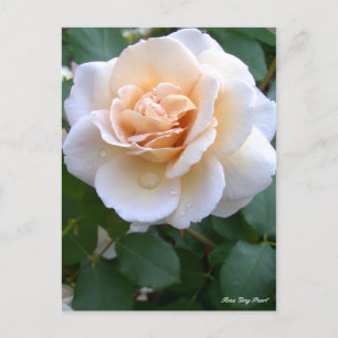 Rosa Gray Pearl [Postkarte] Postkarte