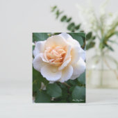 Rosa Gray Pearl [Postkarte] Postkarte (Stehend Vorderseite)