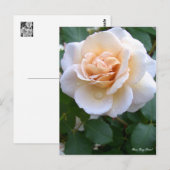 Rosa Gray Pearl [Postkarte] Postkarte (Vorne/Hinten)
