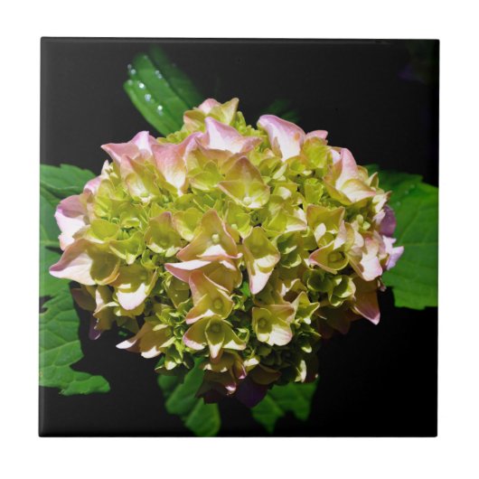 Rosa-grüne Blume Hydrangea Fliese (Vorderseite)