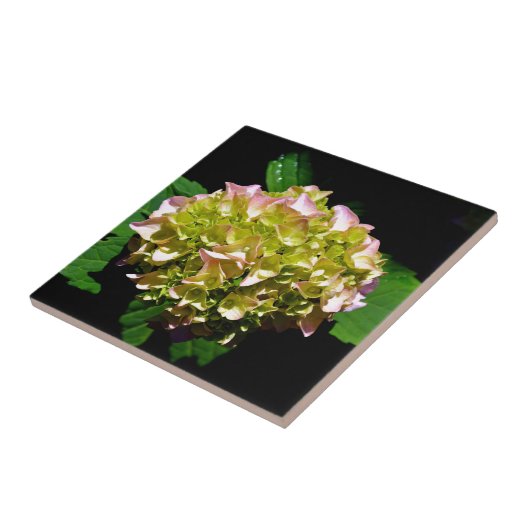 Rosa-grüne Blume Hydrangea Fliese (Seite)