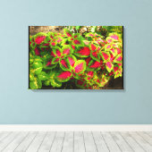 Rosa grüne Leinwand (Insitu (Holzboden))