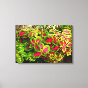 Rosa grüne Leinwand