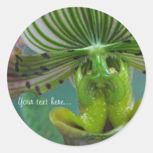 Rosa grüne Slipper Orchid Hochzeitsfeiern Siegel Runder Aufkleber