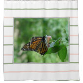 Rosa grüne Streifen Monarch Butterfly Duschvorhang (Vorderseite)
