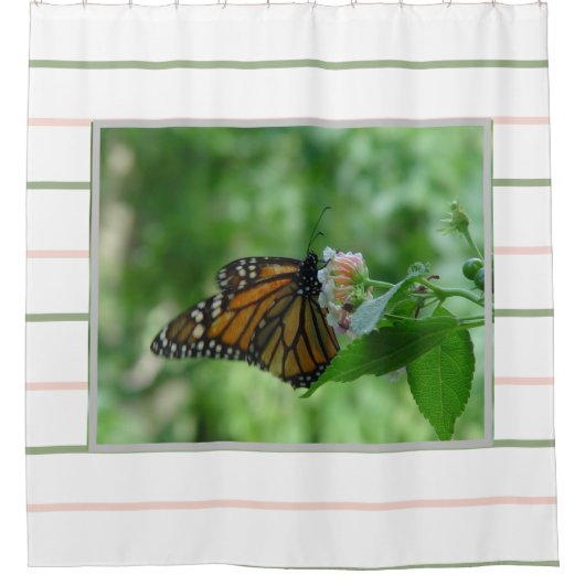 Rosa grüne Streifen Monarch Butterfly Duschvorhang (Vorderseite)