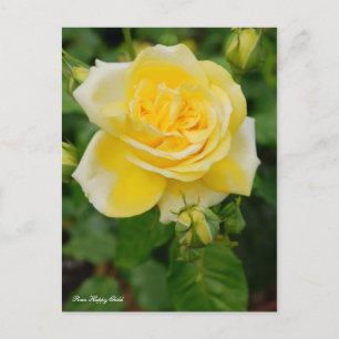 Rosa Happy Child [Postcard] Postkarte