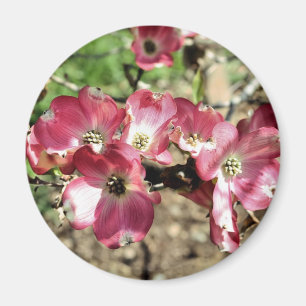 Rosa Hartriegel-Blumen-Fotografie-Magnet Magnet