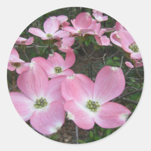 Rosa Hartriegel Runder Aufkleber