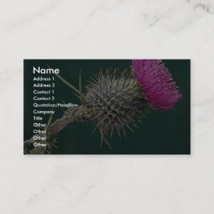 Rosa HauptBlume der Distel Visitenkarte