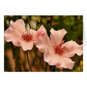 Rosa Heirloom-Rose Blank Inside Card