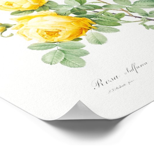 Rosa hemisphaerica Vintag Poster (Ecke)