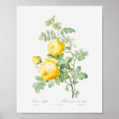 Rosa hemisphaerica Vintag Poster (Vorne)