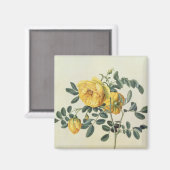 Rosa hemispherica, 18. Jahrhundert Magnet (Vorderseite/Rückseite)