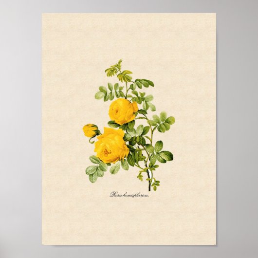 Rosa hemispherica poster (Vorne)