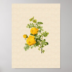 Rosa hemispherica poster