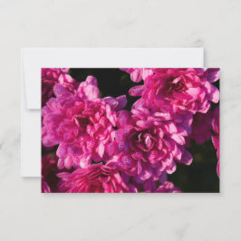 Rosa Herbst-Chrysanthemen Mitteilungskarte