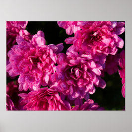 Rosa Herbst-Mums Poster