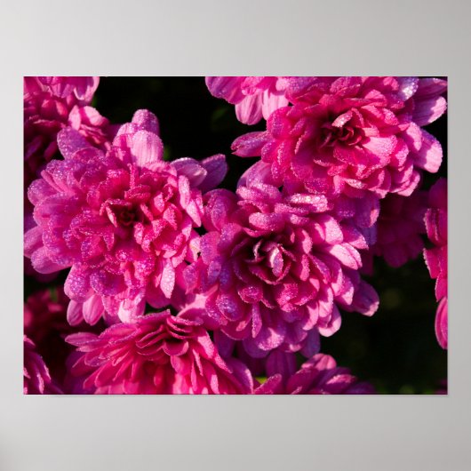 Rosa Herbst-Mums Poster (Vorne)