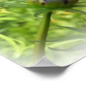 rosa Herbstmorgen Poster (Ecke)
