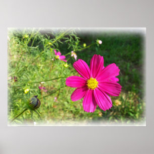 rosa Herbstmorgen Poster