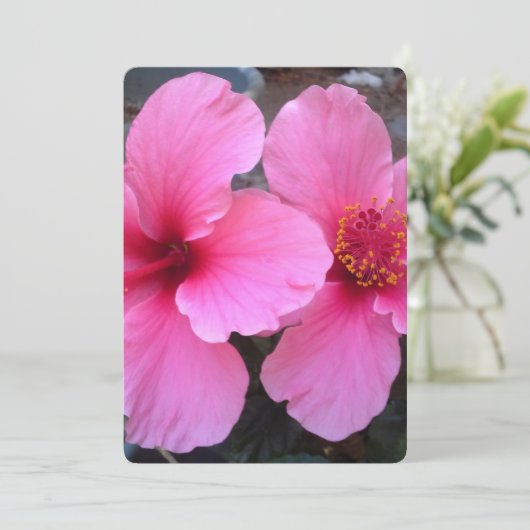 Rosa Hibiskus Blume (Stehend Vorderseite)