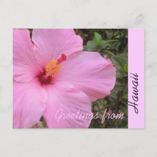 Rosa Hibiskus Blume Hawaii Gruß Postkarte
