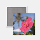 Rosa Hibiskus Blume Magnet (Vorderseite/Rückseite)