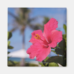 Rosa Hibiskus-Blume Magnet