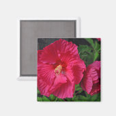 Rosa Hibiskus Blume Magnet (Vorderseite/Rückseite)