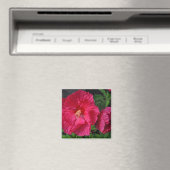 Rosa Hibiskus Blume Magnet (In Situ (Geschirrspüler))