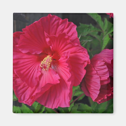 Rosa Hibiskus Blume Magnet (Vorne)