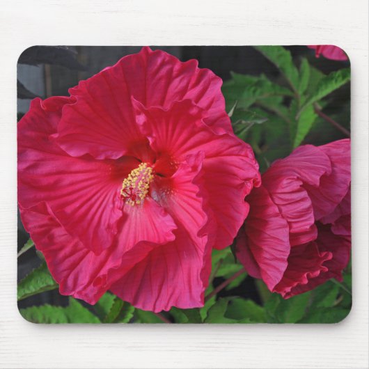 Rosa Hibiskus Blume Mousepad (Vorne)