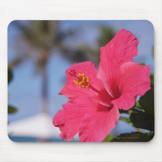Rosa Hibiskus-Blume Mousepad (Vorne)
