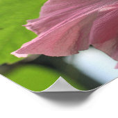 Rosa Hibiskus Blume Nah Poster (Ecke)