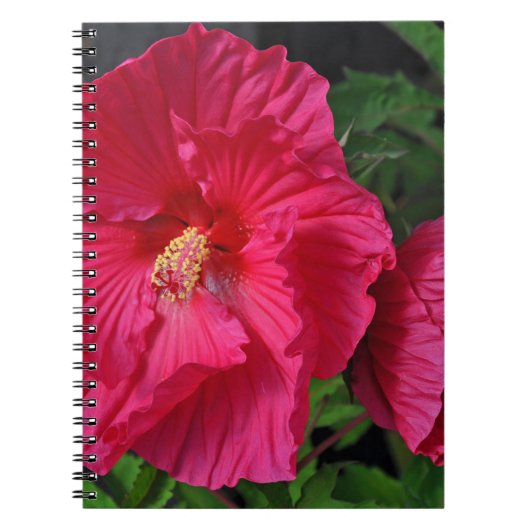 Rosa Hibiskus Blume Notizblock (Vorderseite)