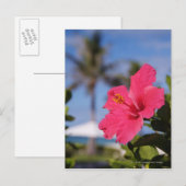 Rosa Hibiskus Blume Postkarte (Vorne/Hinten)