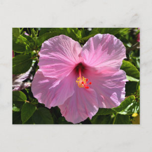 Rosa Hibiskus Blume Postkarte